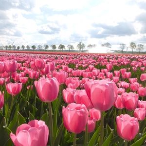 Meet your Posher, Cherie